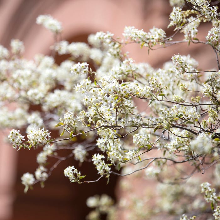 A Banner Year for CC Graduates Receiving National Science Foundation Graduate Research Fellowships